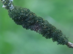 Leptogidium contortum