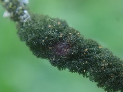 Leptogidium contortum