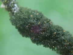 Leptogidium contortum