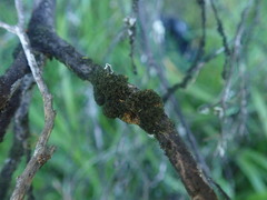 Leptogidium contortum