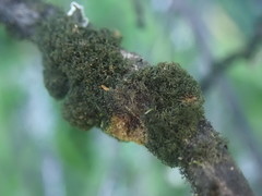 Leptogidium contortum