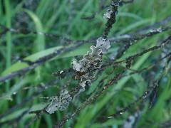 Erioderma sorediatum