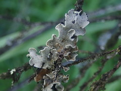 Erioderma sorediatum