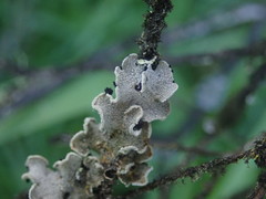 Erioderma sorediatum