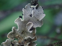 Erioderma sorediatum