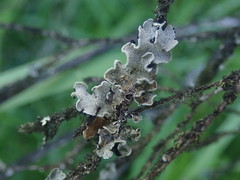 Erioderma sorediatum