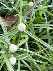 Cyperus