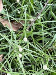 Cyperus