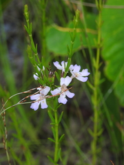 Westringia tenuicaulis