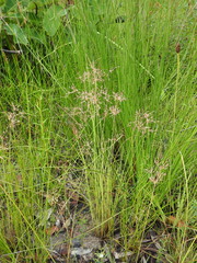 Fimbristylis cinnamometorum