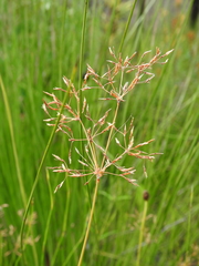 Fimbristylis cinnamometorum