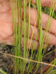 Fimbristylis cinnamometorum