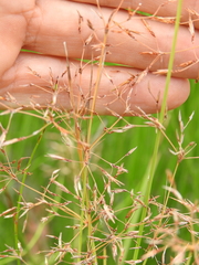 Fimbristylis cinnamometorum
