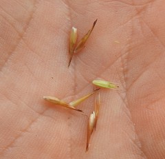 Rhynchospora heterochaeta