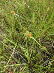 Rhynchospora heterochaeta