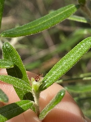 Bertya polystigma