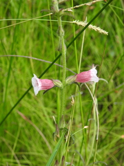Centranthera cochinchinensis