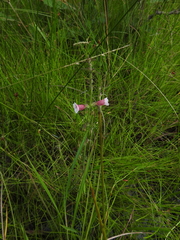 Centranthera cochinchinensis