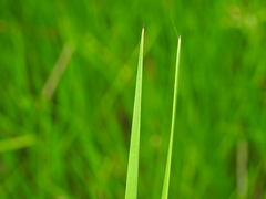 Machaerina rubiginosa