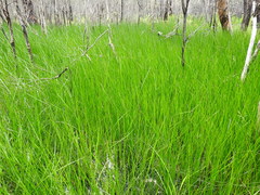 Machaerina rubiginosa