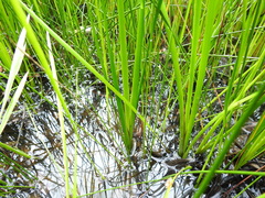 Machaerina rubiginosa