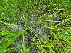 Machaerina rubiginosa