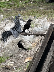 Quiscalus lugubris