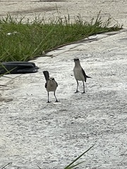 Mimus gilvus