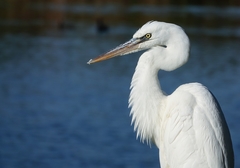 Ardea herodias occidentalis