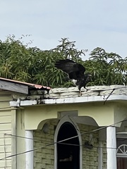 Rostrhamus sociabilis