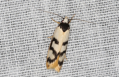 Eulechria sigmophora