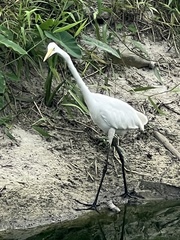 Ardea alba
