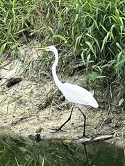 Ardea alba