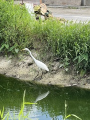 Ardea alba