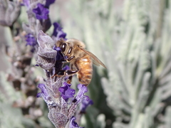 Apis mellifera