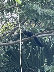 Crotophaga ani