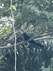 Crotophaga ani