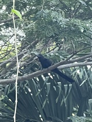 Crotophaga ani