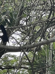 Crotophaga ani