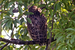 Ketupa zeylonensis
