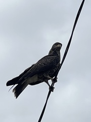 Rostrhamus sociabilis