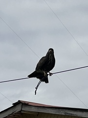 Rostrhamus sociabilis