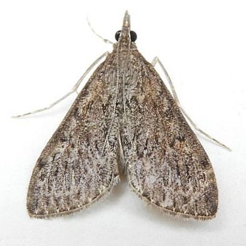 Dusky Saucrobotys Moth photo 5
