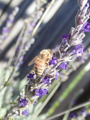 Apis mellifera