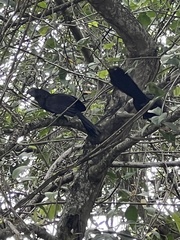 Crotophaga ani