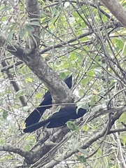 Crotophaga ani