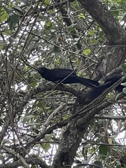 Crotophaga ani