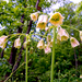 Allium siculum dioscoridis - Photo (c) katunchik, algunos derechos reservados (CC BY), uploaded by katunchik