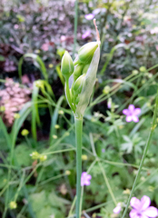 Allium siculum dioscoridis