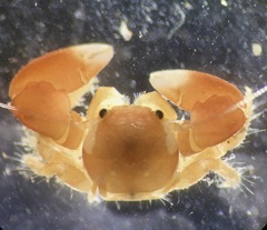 Pachycheles biocellatus